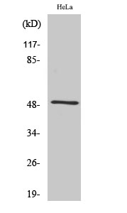 a30760 sept8 primary antibodies wb testing 2