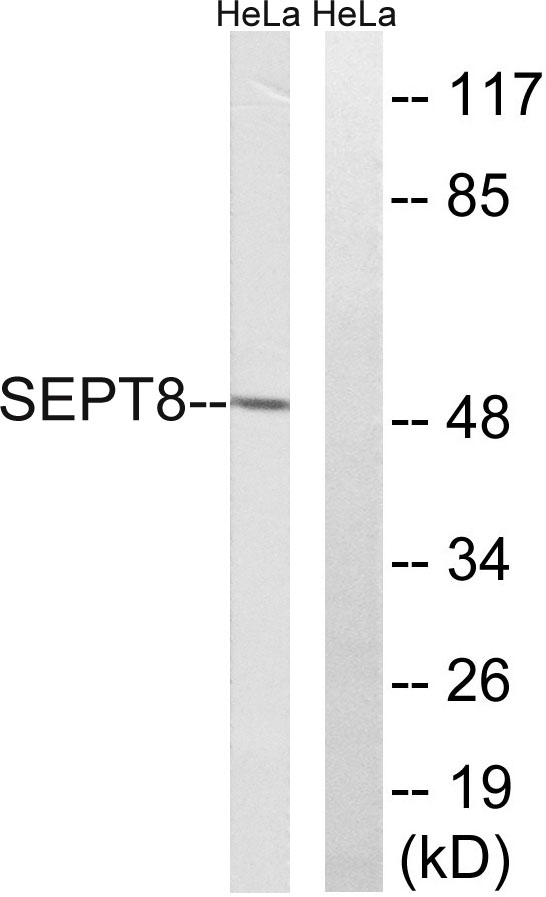 a30760 sept8 primary antibodies wb testing 3