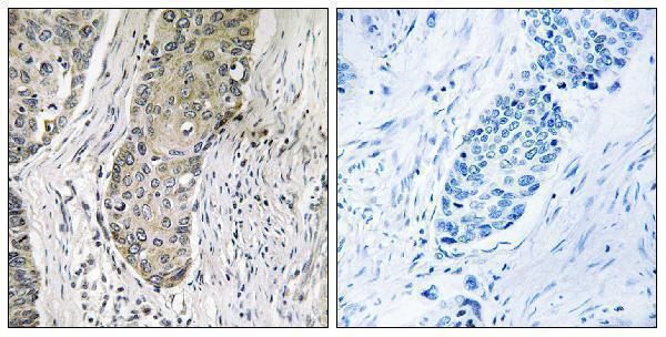 a30762 sik3 primary antibodies ihc testing 1