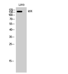 a30762 sik3 primary antibodies wb testing 2