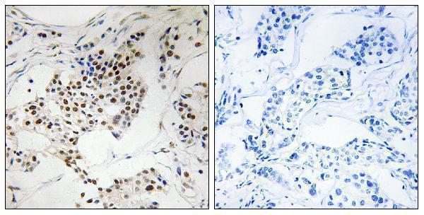 a30763 sgo2 primary antibodies ihc testing 1