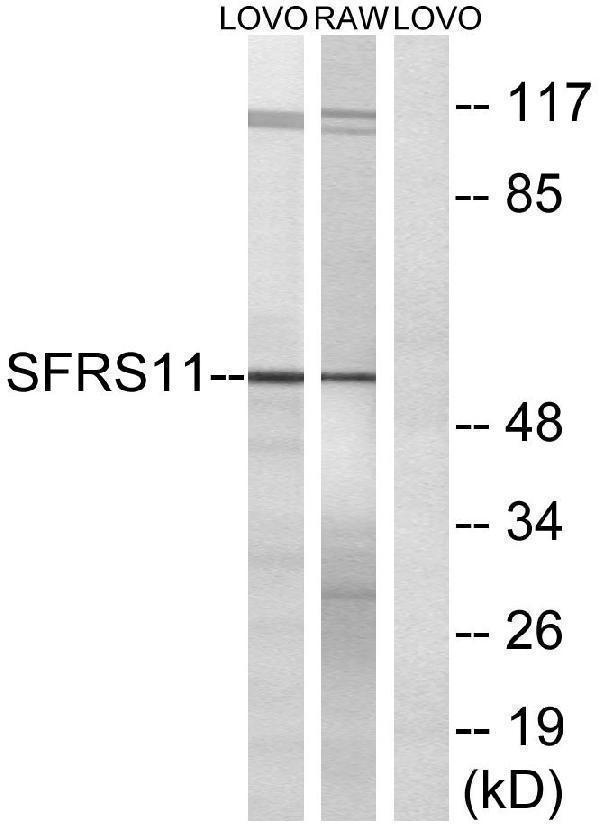 Western blot analysis of lysates from LOVO and RAW264