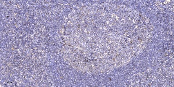 Immunohistochemical analysis of paraffin-embedded human tonsil