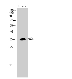 a30768 srsf7 primary antibodies wb testing 2