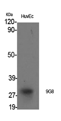 a30768 srsf7 primary antibodies wb testing 3