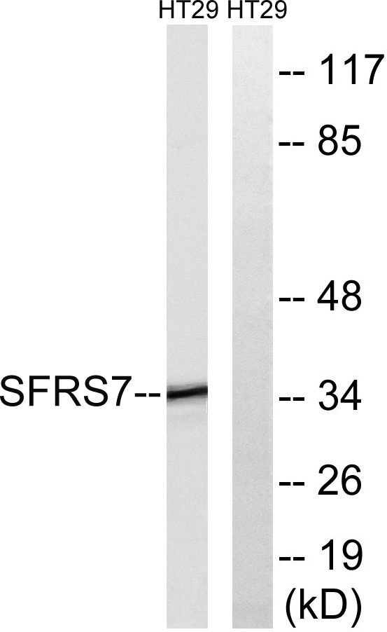 a30768 srsf7 primary antibodies wb testing 4