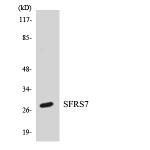 a30768 srsf7 primary antibodies wb testing 5