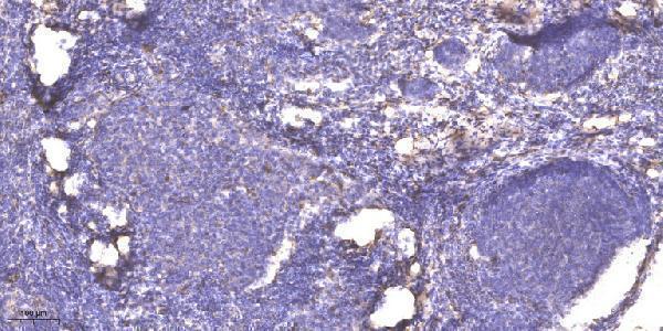a30770 sft2d2 primary antibodies ihc testing 1