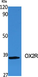 Western Blot analysis of K562 cells using OX2R Polyclonal Antibody