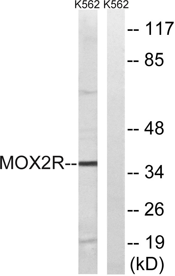 Western blot analysis of lysates from K562 cells, using MOX2R Antibody