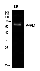 a30778 nectin1 primary antibodies wb testing 2