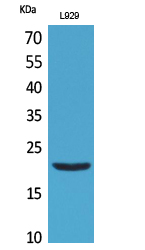 Western Blot analysis of L929 cells using IL-29 Polyclonal Antibody