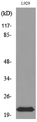 Western blot analysis of lysate from L929 cells, using IL29 Antibody