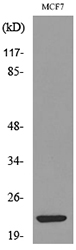 a30781 ifnl2 primary antibodies wb testing 4