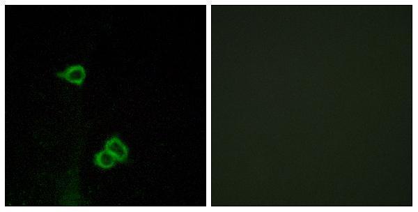 a30784 ackr3 primary antibodies if testing 1