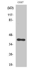 a30784 ackr3 primary antibodies wb testing 2