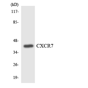 a30784 ackr3 primary antibodies wb testing 3