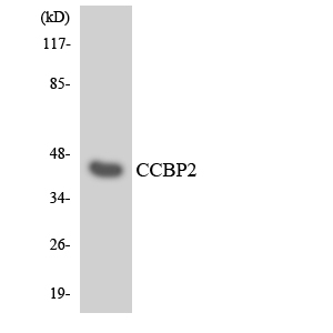 a30785 ackr2 primary antibodies wb testing 5