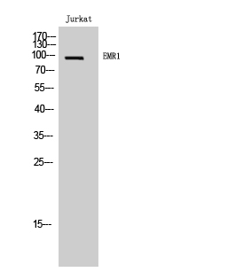 a30787 adgre1 primary antibodies wb testing 1