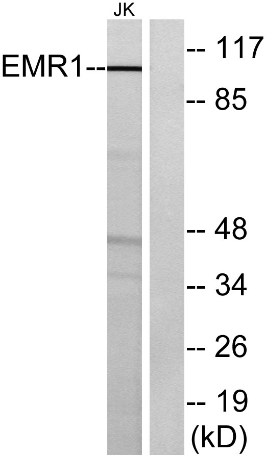 a30787 adgre1 primary antibodies wb testing 2