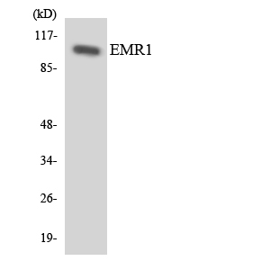 a30787 adgre1 primary antibodies wb testing 3