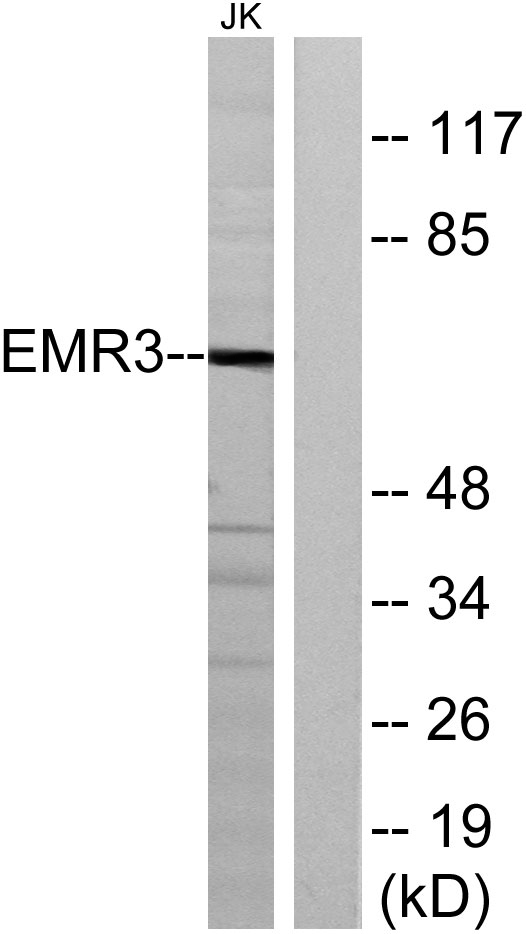 Western blot analysis of lysates from Jurkat cells, using EMR3 Antibody