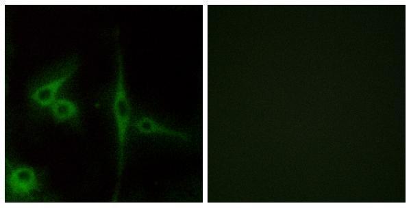 Immunofluorescence analysis of LOVO cells, using ELTD1 Antibody