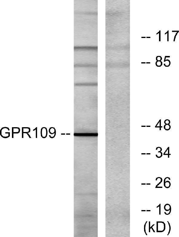 a30790 hcar3 primary antibodies wb testing 2