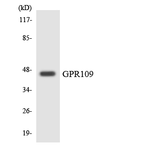 a30790 hcar3 primary antibodies wb testing 3