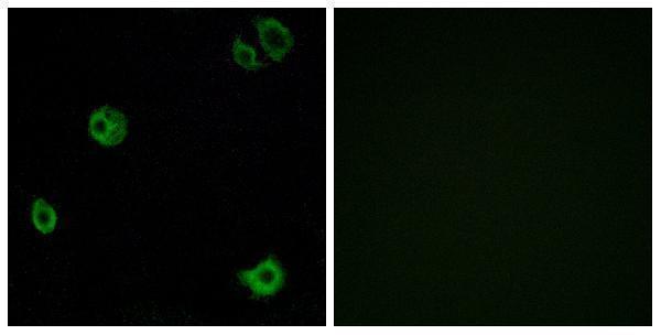 a30791 adgrf1 primary antibodies if testing 1