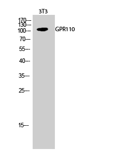 a30791 adgrf1 primary antibodies wb testing 2