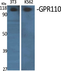 a30791 adgrf1 primary antibodies wb testing 3