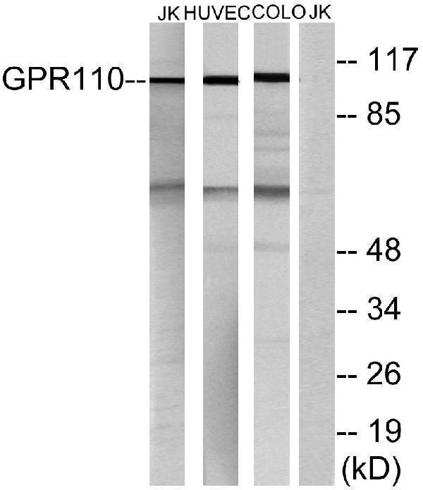 a30791 adgrf1 primary antibodies wb testing 4