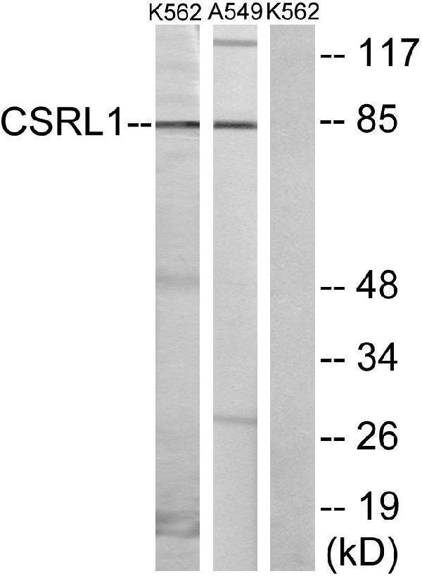 a30796 csrl1 primary antibodies wb testing 2