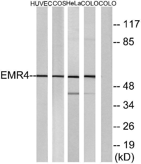 a30797 adgre4p primary antibodies wb testing 3