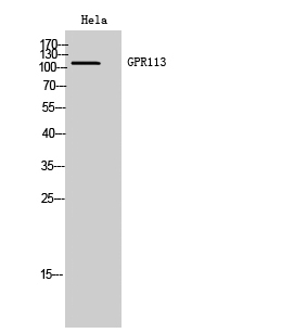 Western Blot analysis of Hela cells using GPR113 Polyclonal Antibody diluted at 1:2000