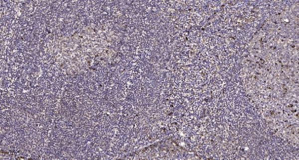 Immunohistochemical analysis of paraffin-embedded human tonsil