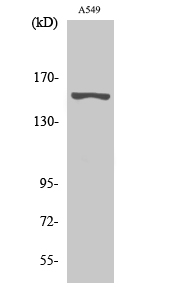 Western Blot analysis of various cells using GPR116 Polyclonal Antibody diluted at 1:500