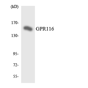 a30800 adgrf5 primary antibodies wb testing 5