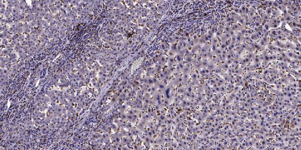 a30803 adgrg6 primary antibodies ihc testing 1