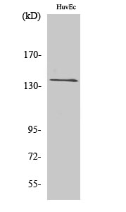 a30803 adgrg6 primary antibodies wb testing 2
