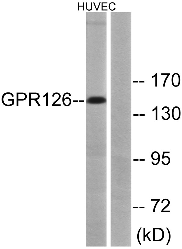 a30803 adgrg6 primary antibodies wb testing 3