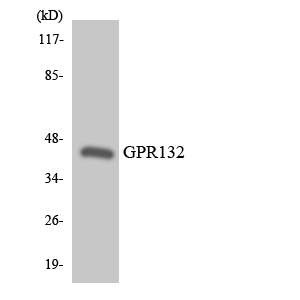 Western blot analysis of the lysates from HT-29 cells using GPR132 antibody