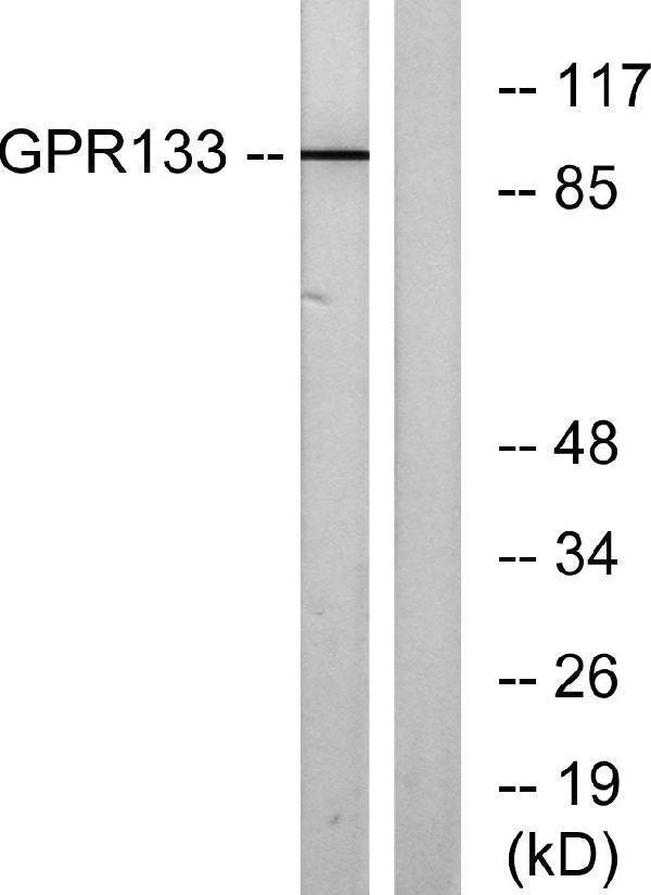 a30805 adgrd1 primary antibodies wb testing 2