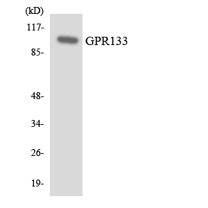 a30805 adgrd1 primary antibodies wb testing 3