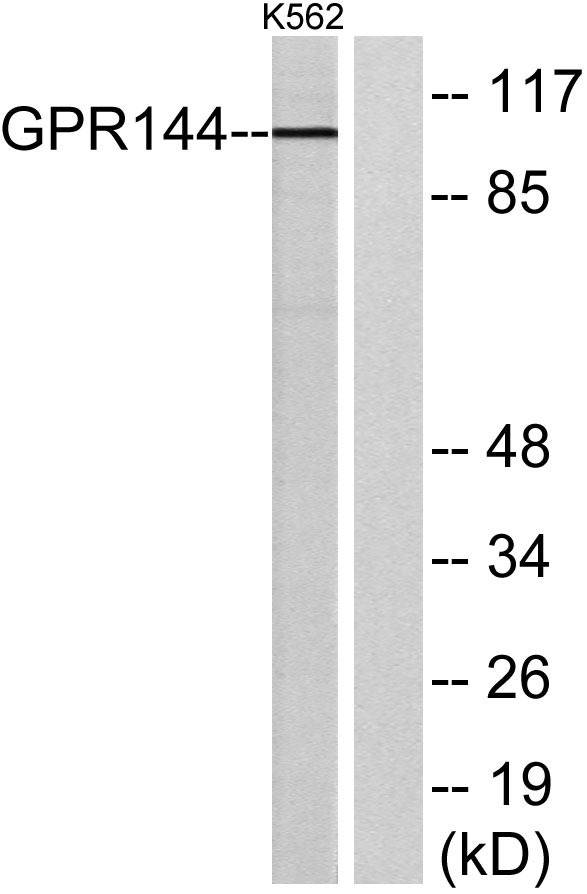 a30810 adgrd2 primary antibodies wb testing 1