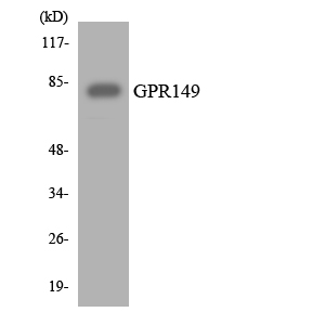 a30812 gpr149 primary antibodies wb testing 3