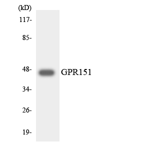 a30814 gpr151 primary antibodies wb testing 3