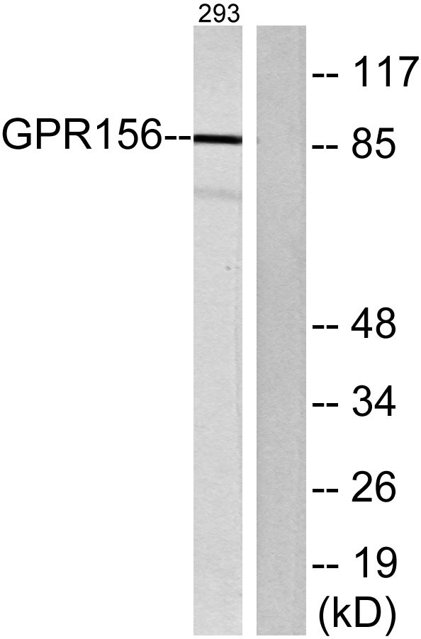 a30817 gpr156 primary antibodies wb testing 3