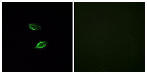 a30818 gpr157 primary antibodies if testing 1